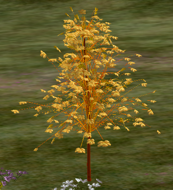 Tree-1-Parrotia.png