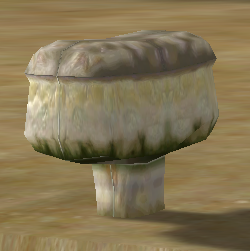 Slave's Bread Mushroom