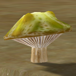 Toad Skin Mushroom