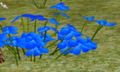 Blue Periwinkle.png
