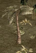 Palmier à feuilles larges