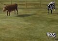 Calf and Cattle.jpg