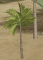 Fern Palm.png