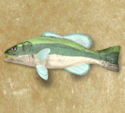 Great Knucklefish