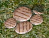 GrilledOnions.png