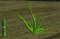 Herbs Aloe.jpg
