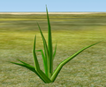 Herbs Aloe.png