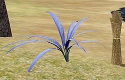 Herbs AzureTristeria.jpg