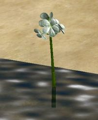 Herbs BitterFlorian.jpg