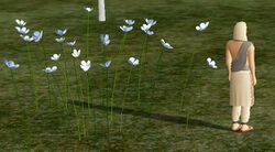 Herbs BlessedMariae.jpg