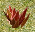 Herbs BrassyCaltrops.png