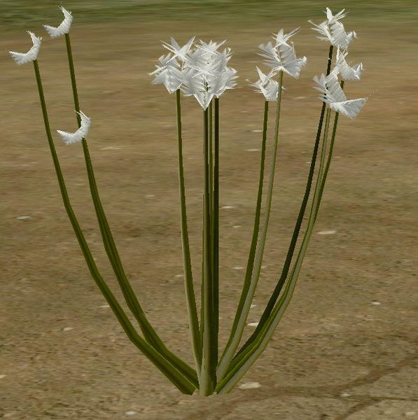 File:Herbs Caraway.png