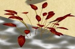 Herbs Chatinabrae.jpg