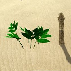 Herbs Cinquefoil.jpg