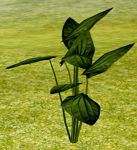 File:Herbs CommonBasil.png