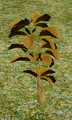 Herbs Crampbark.png