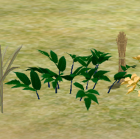 Herbs CreepingBlackNightshade.png