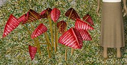 Herbs CrimsonClover.jpg