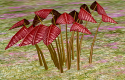 Herbs CrimsonClover.png