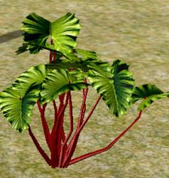 Herbs CrimsonLettuce.jpg