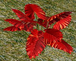 Herbs CrimsonWindleaf.jpg