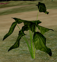 Herbs CrumpledLeafBasil.png