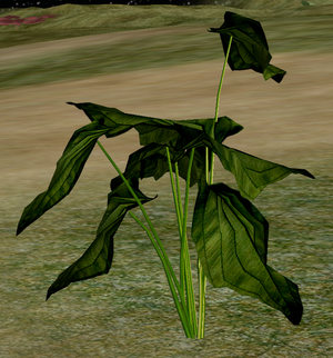 Herbs CrumpledLeafBasil.png