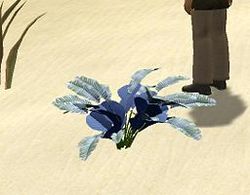 Herbs CyanCressida.jpg