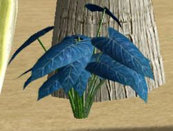 Herbs DankMullien.jpg