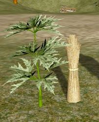 Herbs DwarfHogweed.jpg