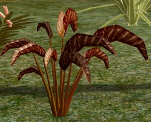 Herbs Enchanter'sPlant.jpg