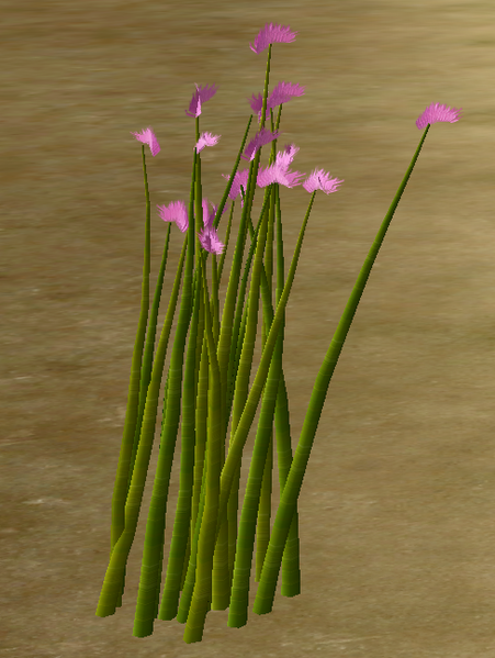 File:Herbs GarlicChives.png