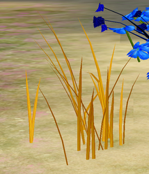 Herbs GoldenSweetgrass.png
