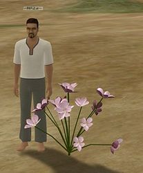 Herbs Heartsease.jpg