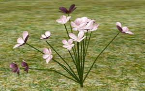 Herbs Heartsease.png
