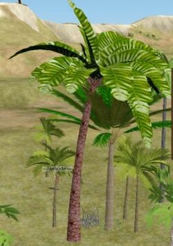 Homesteader Palm