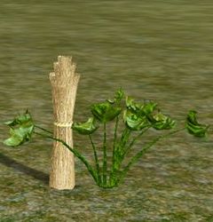 Herbs JaggedDewcup.jpg