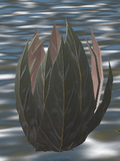 Thumbnail for version as of 13:44, 16 May 2021