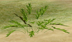 Herbs Larkspur.png