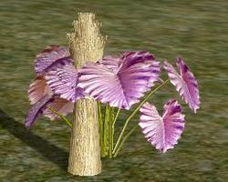 Herbs LavenderScentedThyme.jpg