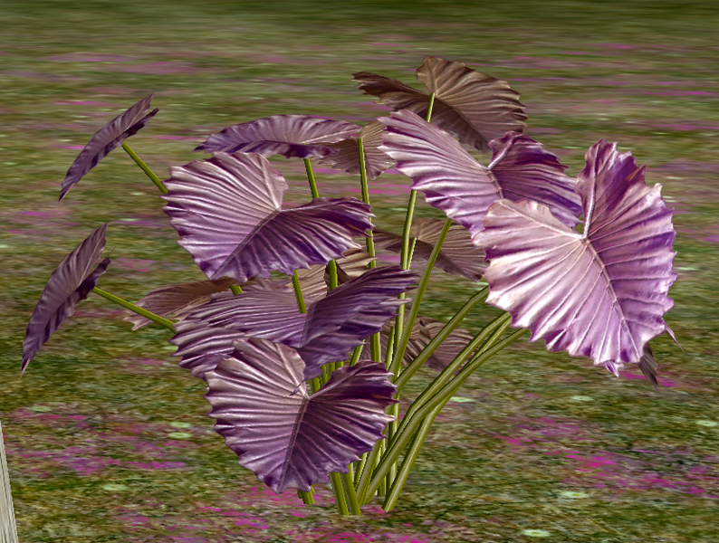 File:Herbs LavenderScentedThyme.png