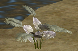 Herbs MirabellisFern.png