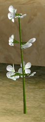Herbs Motherwort.png