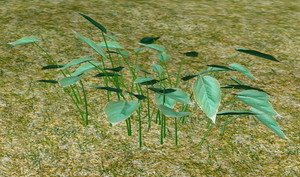 Herbs MountainMint.png