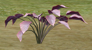 Herbs PaleOchoa.png
