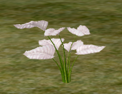 Herbs ParadiseLily.png