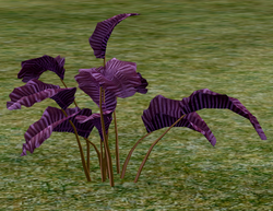 Herbs PurpleTintiri.png