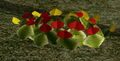 Herbs RedNasturtium.jpg