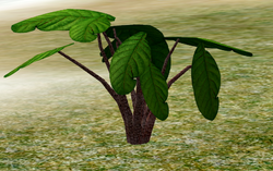 Herbs RedPepperPlant.png