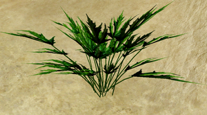 Herbs Skirret.png